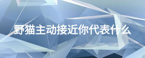野貓主動接近你代表什么