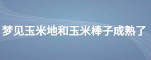 夢(mèng)見玉米地和玉米棒子成熟了