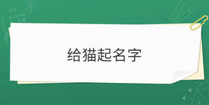 給貓起名字