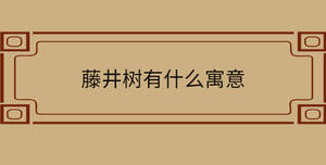 藤井樹有什么寓意