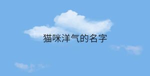貓咪洋氣的名字